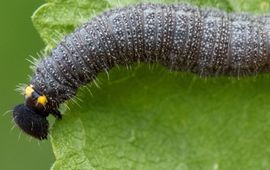 rups kaasjeskruiddikkopje Zeeland - primair