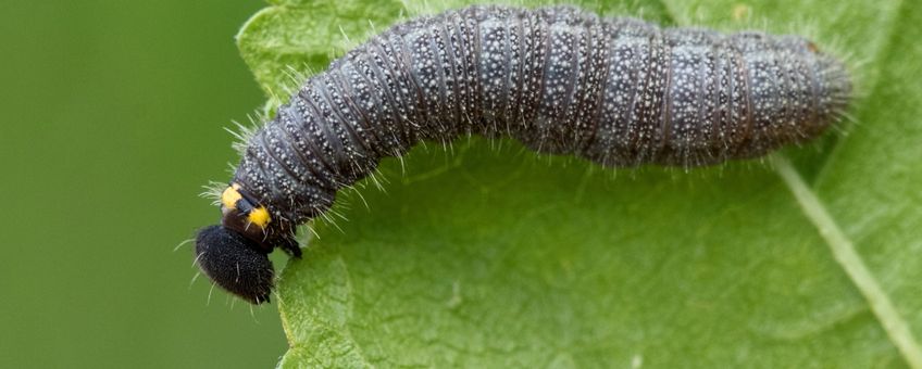 rups kaasjeskruiddikkopje Zeeland - primair