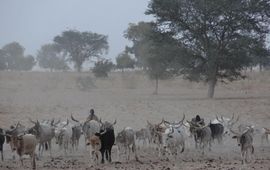 Herders in het droge Senegal op zoek naar gras voor hun vee.