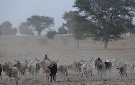 Christiaan Both - EENMALIG GEBRUIK Werkgroep Grauwe Kiekendief Herders in het droge Senegal op zoek naar gras voor hun vee.