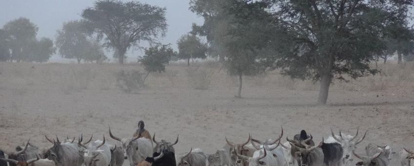 Herders in het droge Senegal op zoek naar gras voor hun vee.