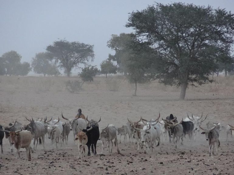 Herders in het droge Senegal op zoek naar gras voor hun vee, maart 2015. De eerste regens zijn pas in juni te verwachten 