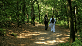 NL, Friesland, Ooststellingwerf, Boschberg