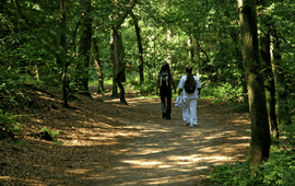 NL, Friesland, Ooststellingwerf, Boschberg