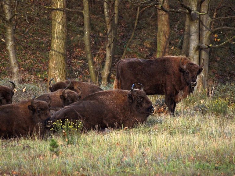 Wisenten vind je in Nederland op de Maashorst, de Veluwe en het Kraansvlak