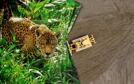 ©WWF Together4Forest campagne