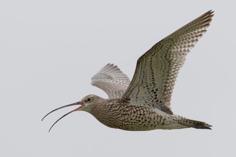 Een wulp gespot bij Ameland