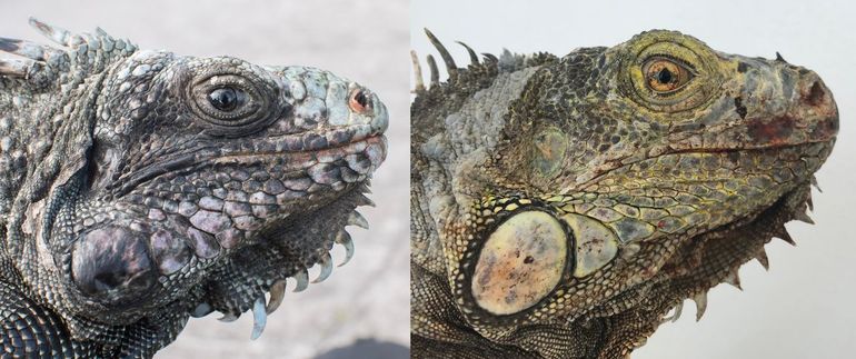Lateral view of a native (left) and non-native (right) female iguana captured on Saba, Dutch Caribbean