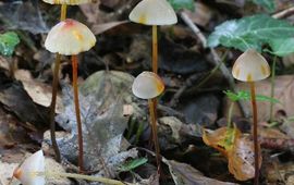 Melchior van Tweel Prachtmycena