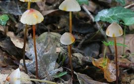 Prachtmycena