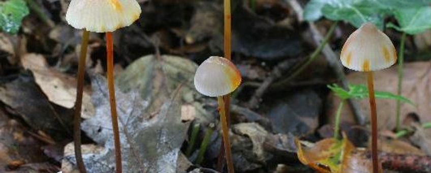 Prachtmycena