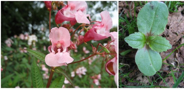 Reuzenbalsemien; rechts: kiemplant