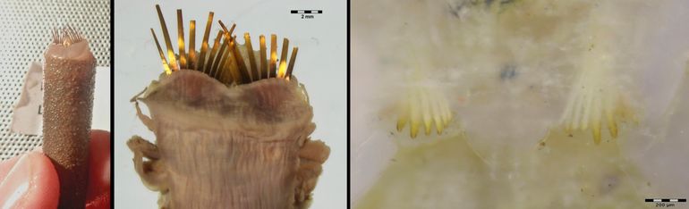Nieuw uit de Noordzee: het Grote goudkammetje (Pectinaria belgica), exemplaren uit de Nederlandse Noordzee van de Oestergronden. Links: koker met worm; midden: kop met gouden kammetjes; rechts: de anale haken – zie ook de tekeningen hieronder