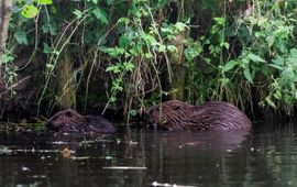 Jamie Lebbink Bever met jong