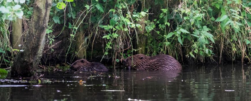 “Recognizing and Appreciating Beavers: Key Species and Biodiversity Boosters”