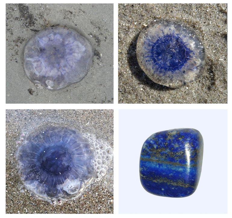 Blauwe Haarkwallen op het strand. Linksboven: jonger dier. Naarmate ze ouder worden kan de kleur donkerder worden. Rechtsonder: gepolijst stukje lazuursteen of lapis lazuli (Chili) dat qua kleur erg overeenkomt