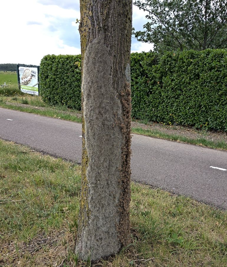 Eikenprocessierupsen uit een grondnest onderaan de stam