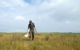 Insectenbemonstering op een groene strandvlakte