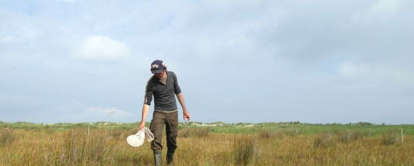 Insectenbemonstering op een groene strandvlakte