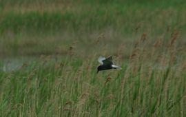 Arie de Knijff Zwarte stern Saxifraga