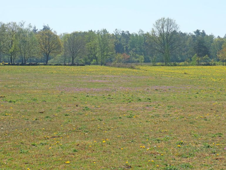 Door droogte is dit grasland van witbosgrasland veranderd in bloemrijk grasland vol reigersbek en paardenbloem