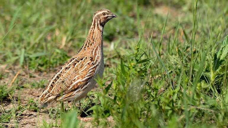 Verschillende vogelsoorten, zoals de kwartel, hebben het Binnenveld alweer ontdekt