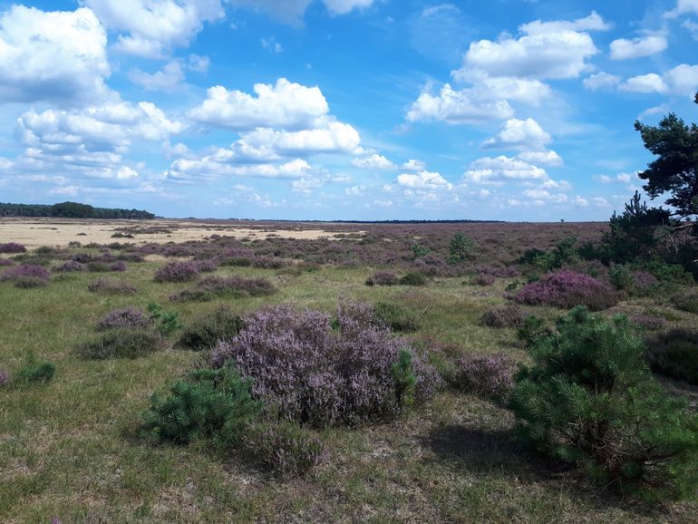 Eén van de plekken binnen Het Nationale Park De Hoge Veluwe waar gemonitord is. Een voorbeeld van geschikt habitat van heivlinder en kommavlinder