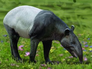 Auvergnetapir