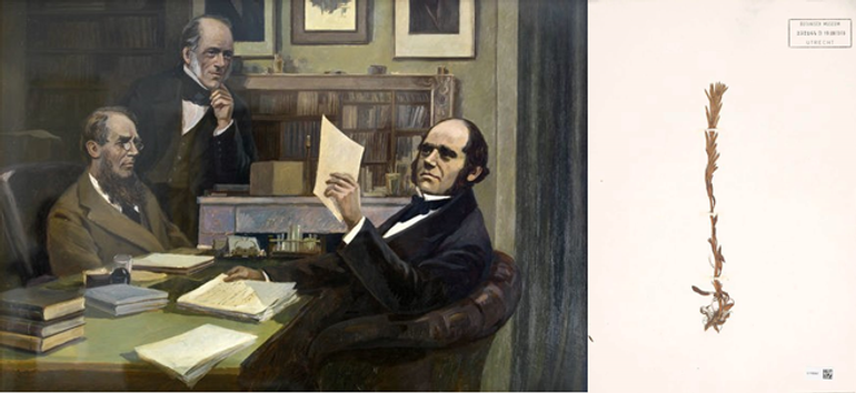 Joseph Dalton Hooker (left), Charles Lyell (middle) and Charles Darwin (oil on canvas by Victor Evstaf’ev). On the right, a dried specimen of the plant species Phlebolobium maclovianum, collected by Hooker on the Falkland Islands in 1842 and now known as number U.1165567 in the Naturalis collection. This plant was used in the reconstruction of the new family tree of the Brassicaceae family