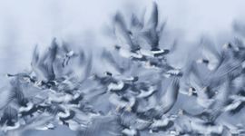 Opvliegende brandganzen