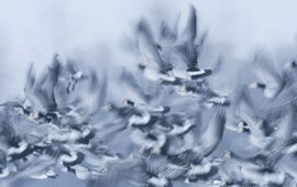 Opvliegende brandganzen