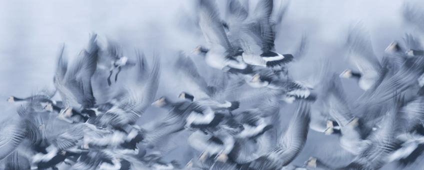 Opvliegende brandganzen