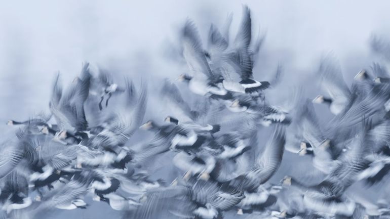 Opvliegende brandganzen