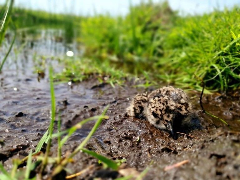 Kievitskuiken drukt zich op een slikrandje langs een plasdras-situatie