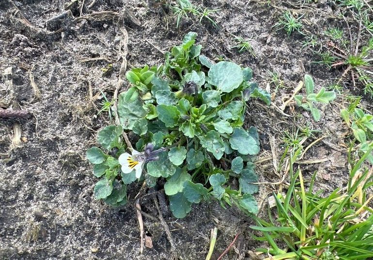 Anton Sijbers voerde de 250 miljoenste waarneming in in de NDFF: het Akkerviooltje