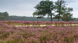 De Veluwe is één van de vier gebieden waarvoor de stikstofstroken gelden.