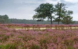 De Veluwe is één van de vier gebieden waarvoor de stikstofstroken gelden.