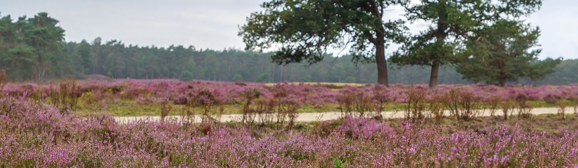 De Veluwe is één van de vier gebieden waarvoor de stikstofstroken gelden.