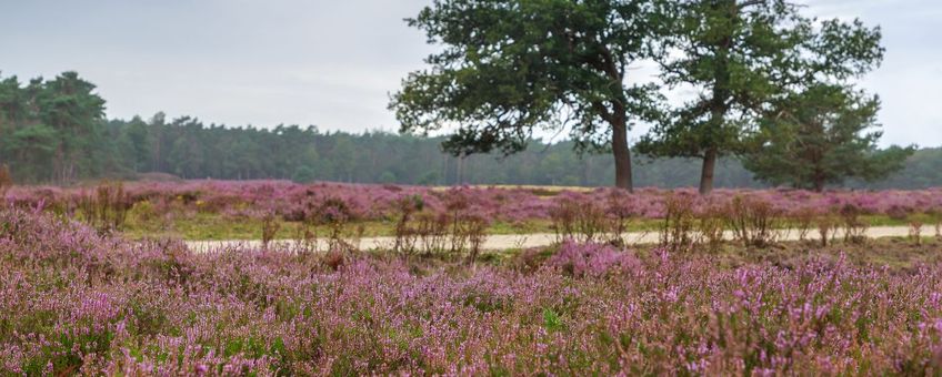 De Veluwe is één van de vier gebieden waarvoor de stikstofstroken gelden.