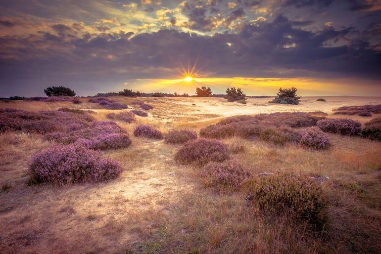 Zandverstuiving op de Hoge Veluwe