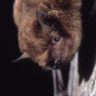 Ook het geluid van de kleine dwergvleermuis (Pipistrellus pygmaeus) is nu te beluisteren op Xeno-canto.org