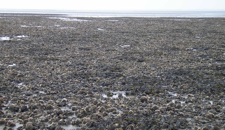 Oesterbank gevormd door Japanse oesters bij Schiermonnikoog (2008)