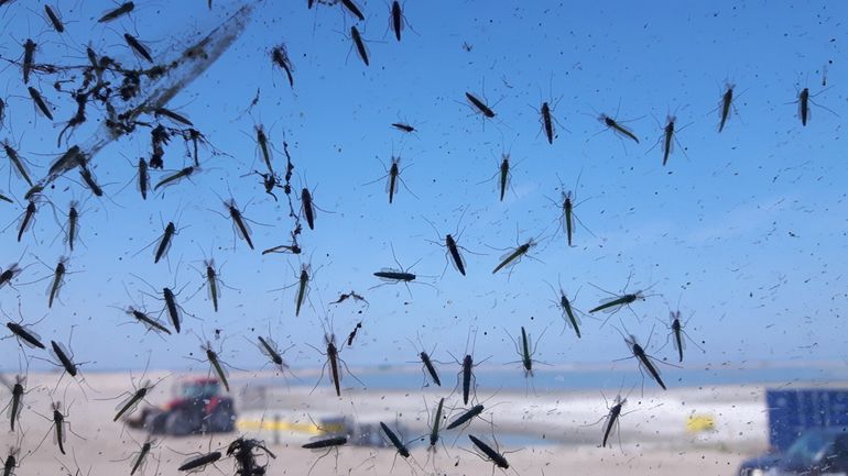 Lake flies on a warm day