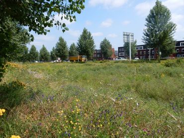 Toename van parken en groenstroken had meer positieve invloed dan oppervlakte aan tuinen