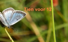 pimpernelblauwtje 10voor12 - primair