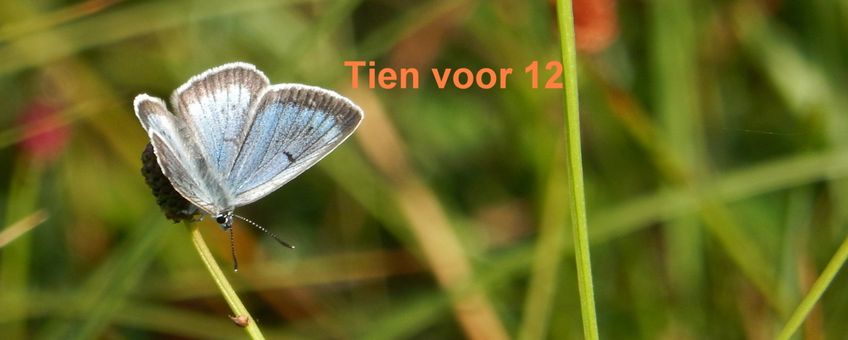 pimpernelblauwtje 10voor12 - primair