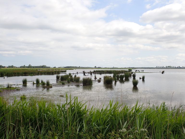 Moerasontwikkeling in het Dannemeer