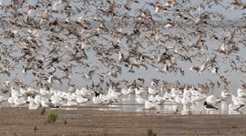 Kanoeten en andere wadvogels boven de Waddenzee