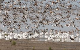 Kanoeten en andere wadvogels boven de Waddenzee