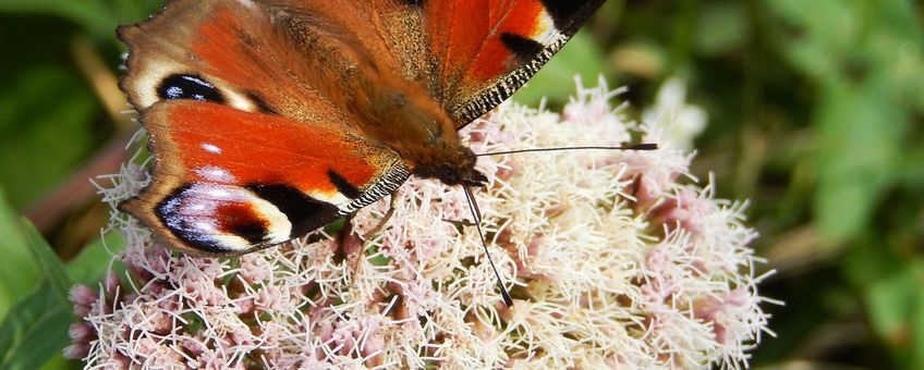 Dagpauwoog - primair